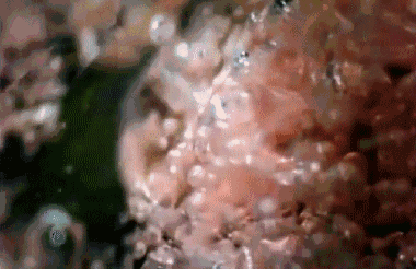 1617091674913955.gif 跳跳糖動圖-100 .gif